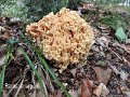Ramaria largentii-amf402